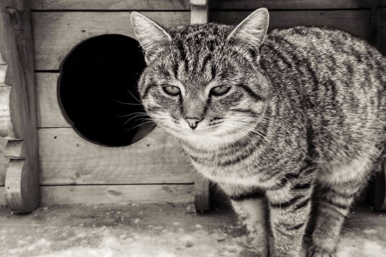 How To Build A Cat House Out Of Wood BuildEazy