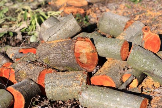 Everything To Know About Aspen wood