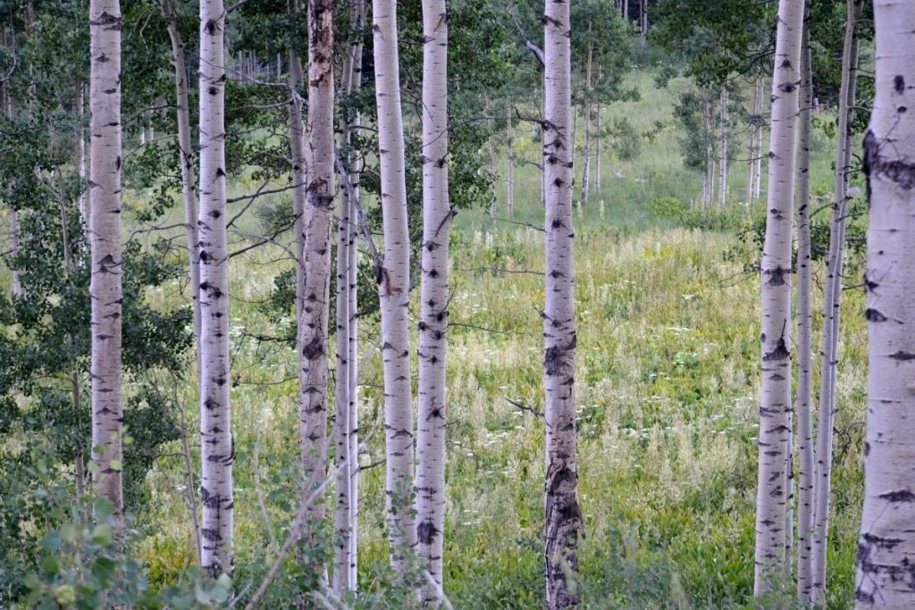 Everything To Know About Aspen wood