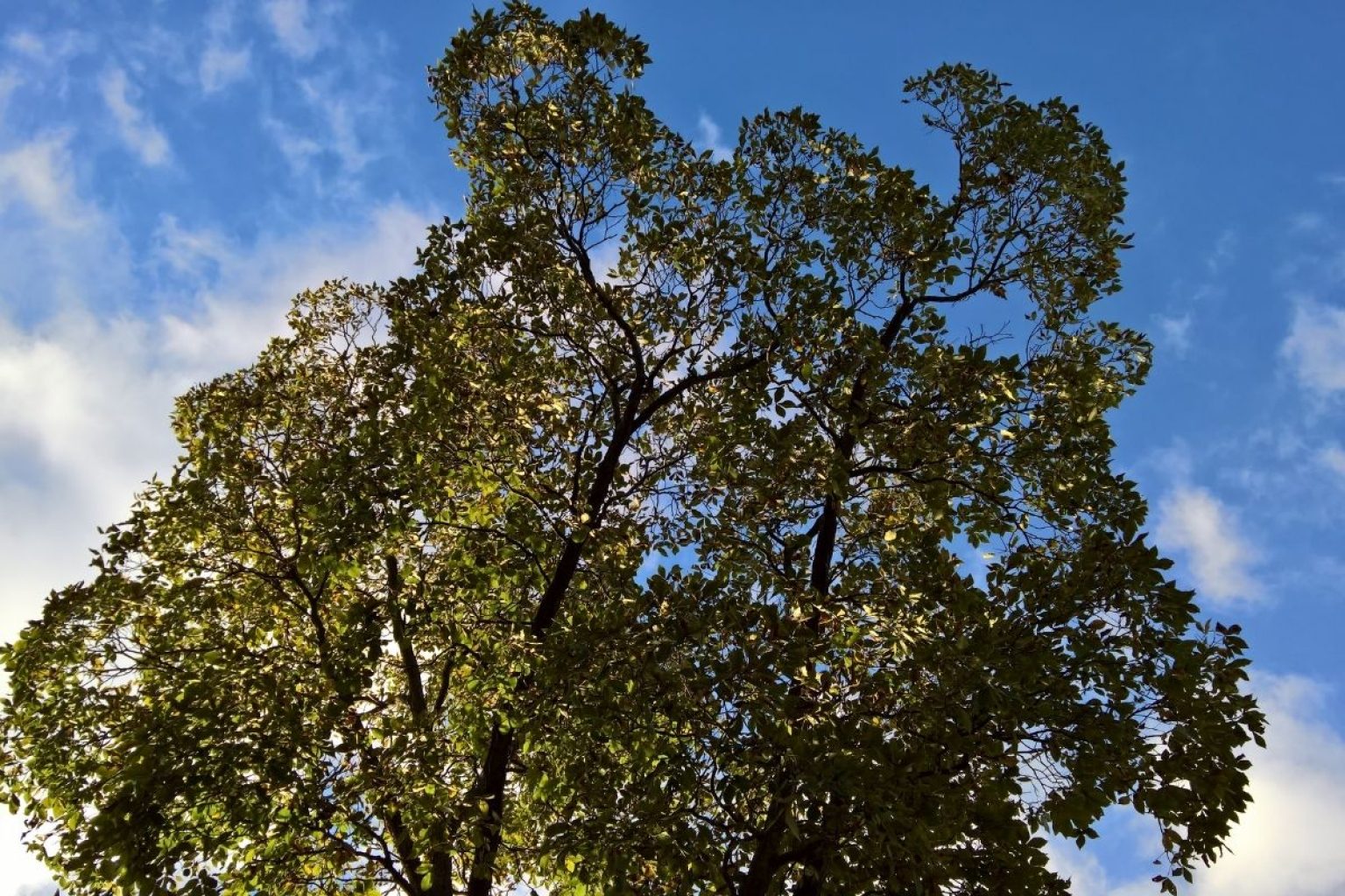 Everything To Know About Hickory BuildEazy