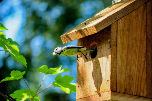 How To Build A Birdhouse