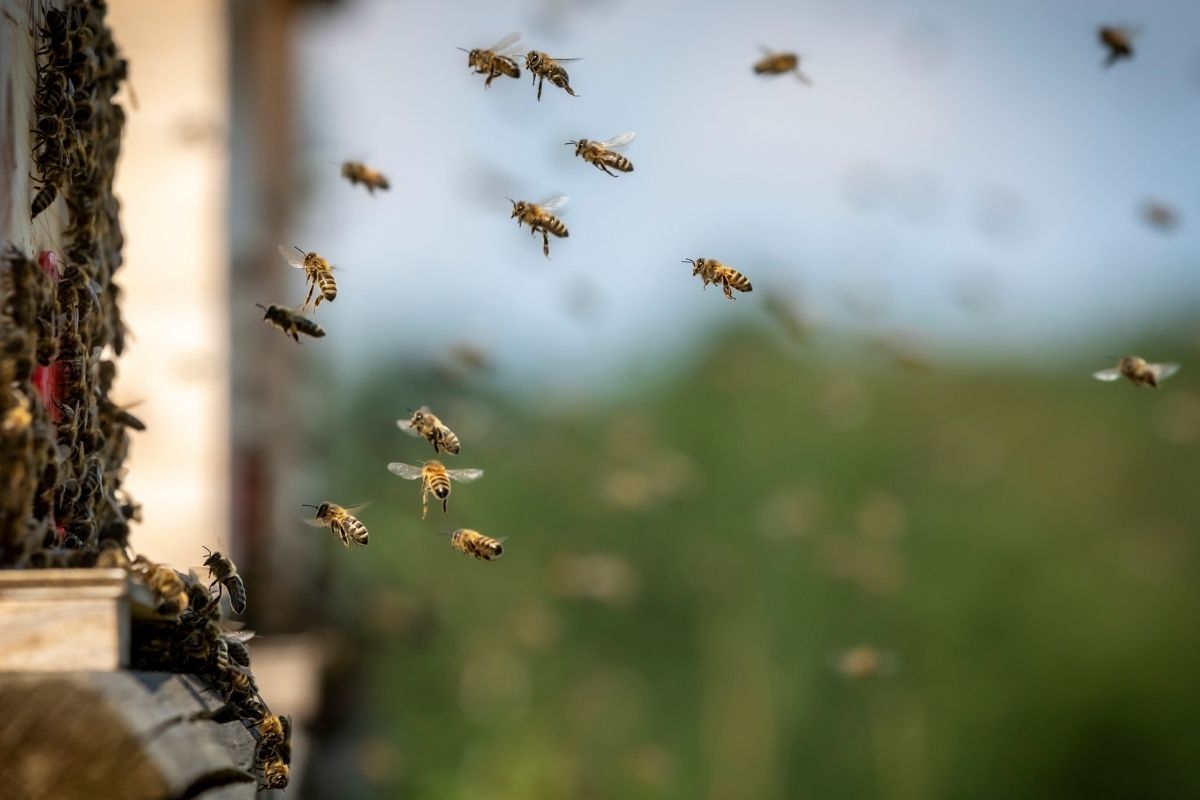 How To Get Rid Of Wood Bees (1)