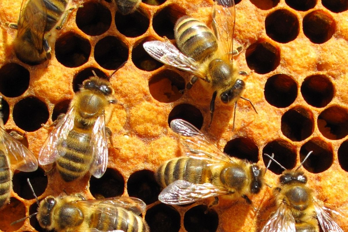 How To Get Rid Of Wood Bees