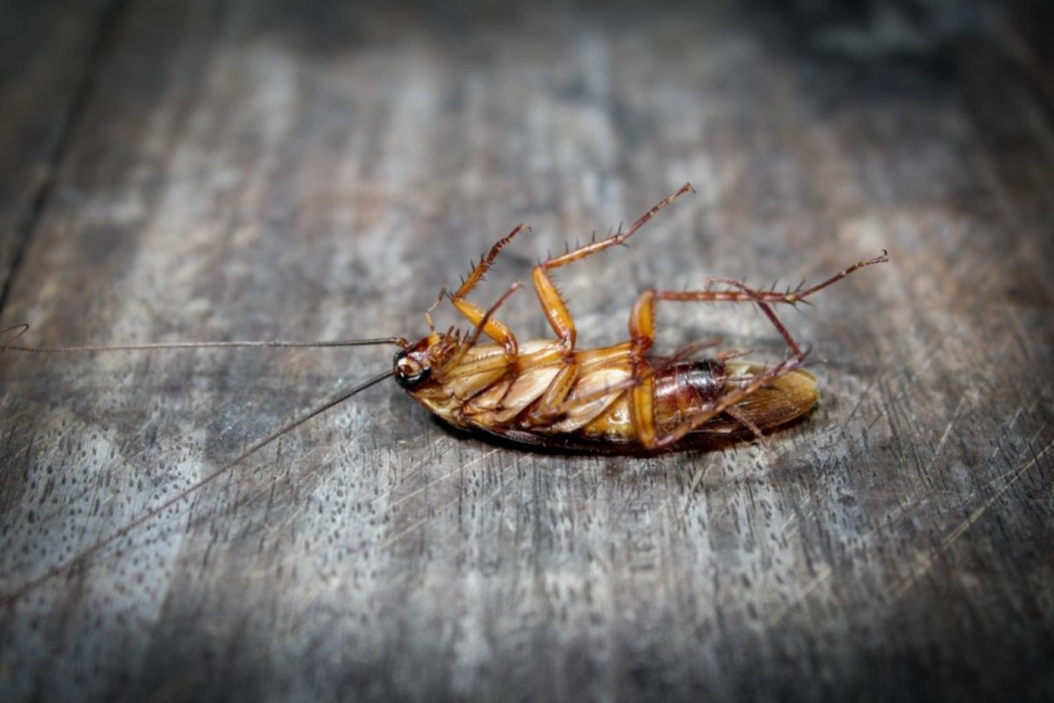 How To Get Rid Of Wood Roaches | BuildEazy