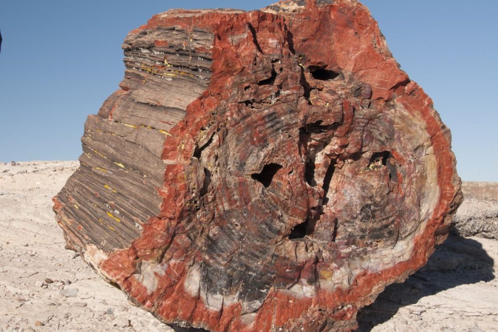 How To Identify Petrified Wood