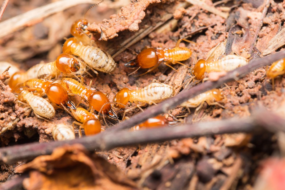 How To Kill Termites In Wood