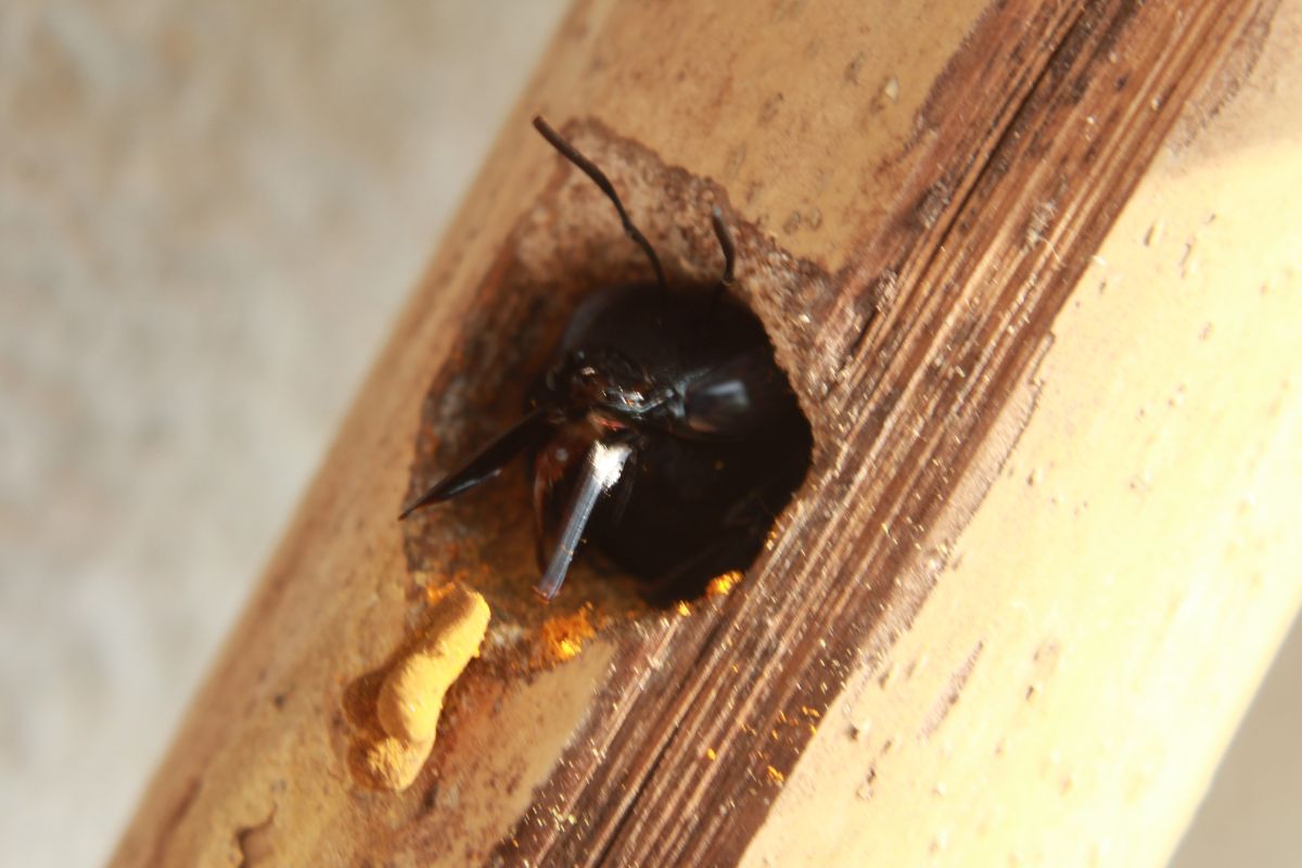 How To Protect Wood From Carpenter Bees