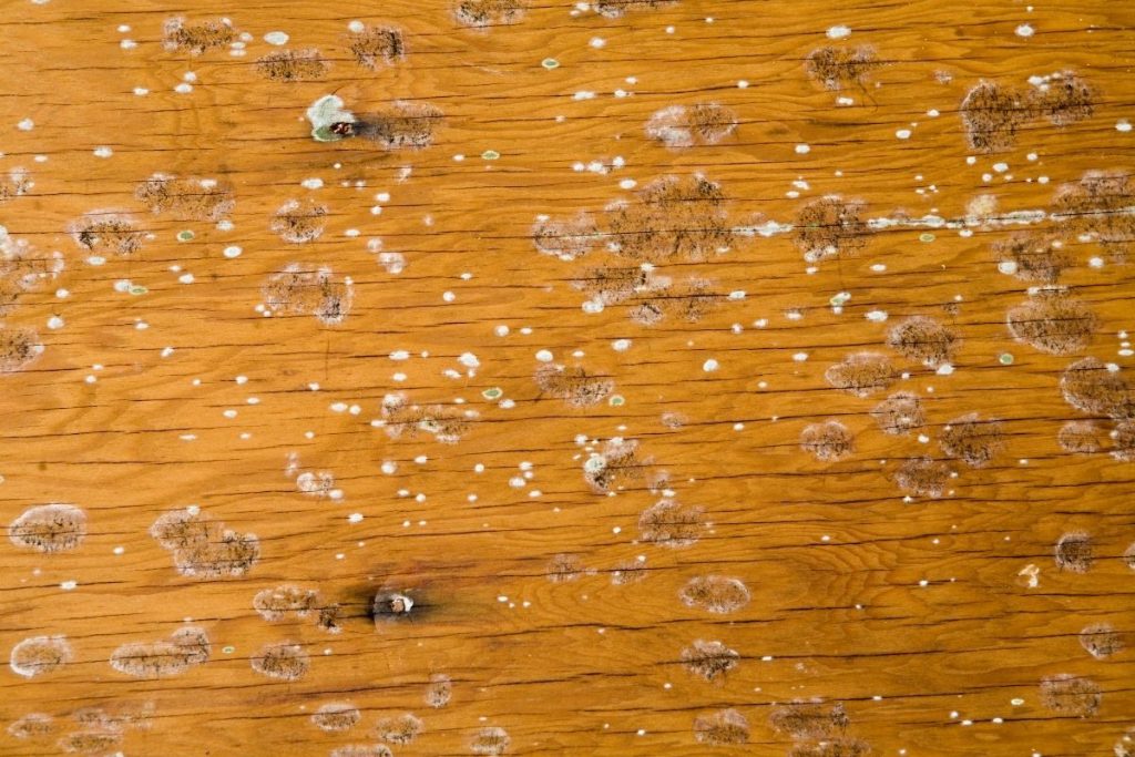 How To Remove Mold From Wood