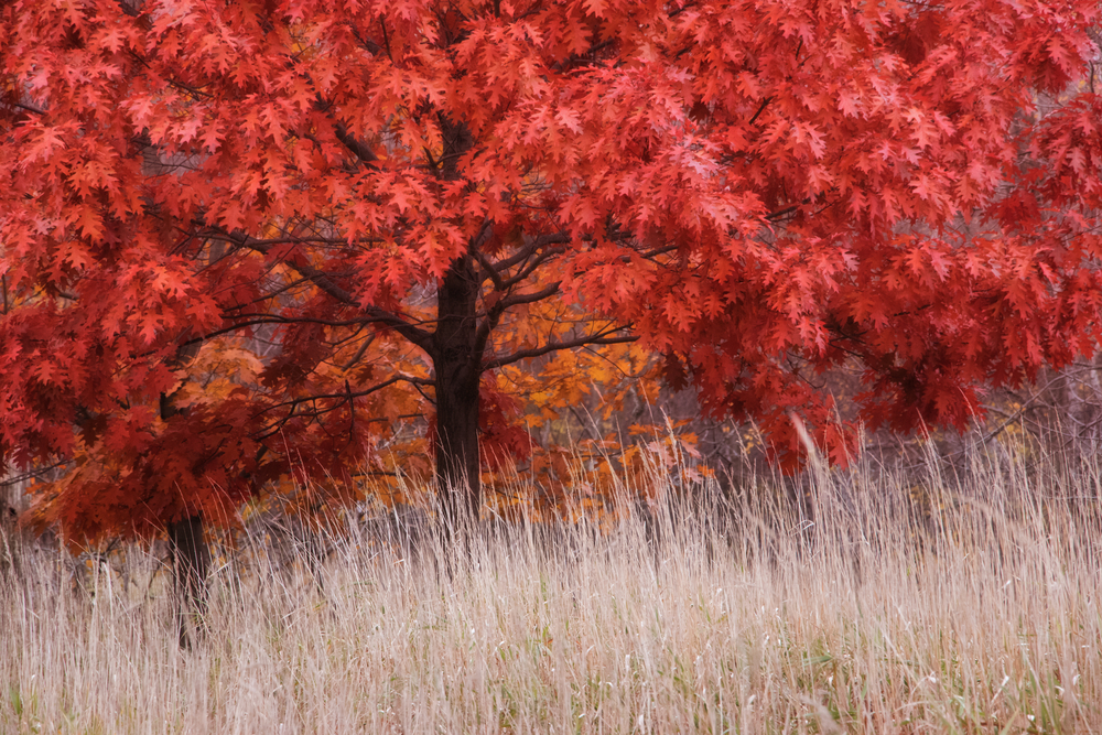 Everything To Know About Red Oak | BuildEazy