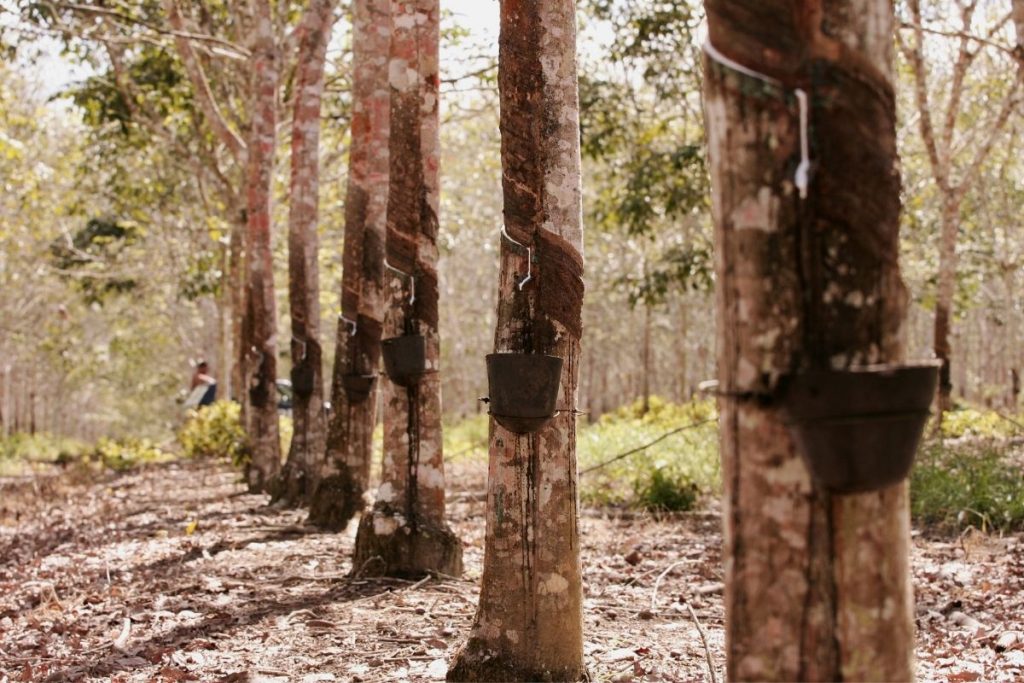 Rubberwood Harvest and History