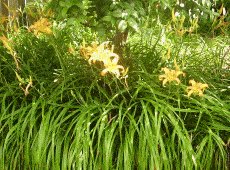 plants