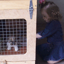rabbit hutch girl looking at rabbit