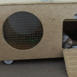 rabbit hutch rabbit at door