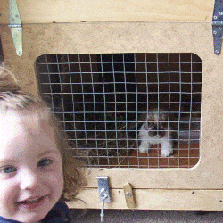 rabbit hutch with girl and rabit