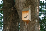 How To Build A Bat House