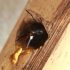 How To Kill Termites In Wood