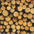 How Long Does Wood Glue Last?